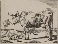 TvB G 0478
<br/>
staande koe (met de kop naar links)
<br/>
<em>Bije, Marcus de (1639-ca. 1690)</em>